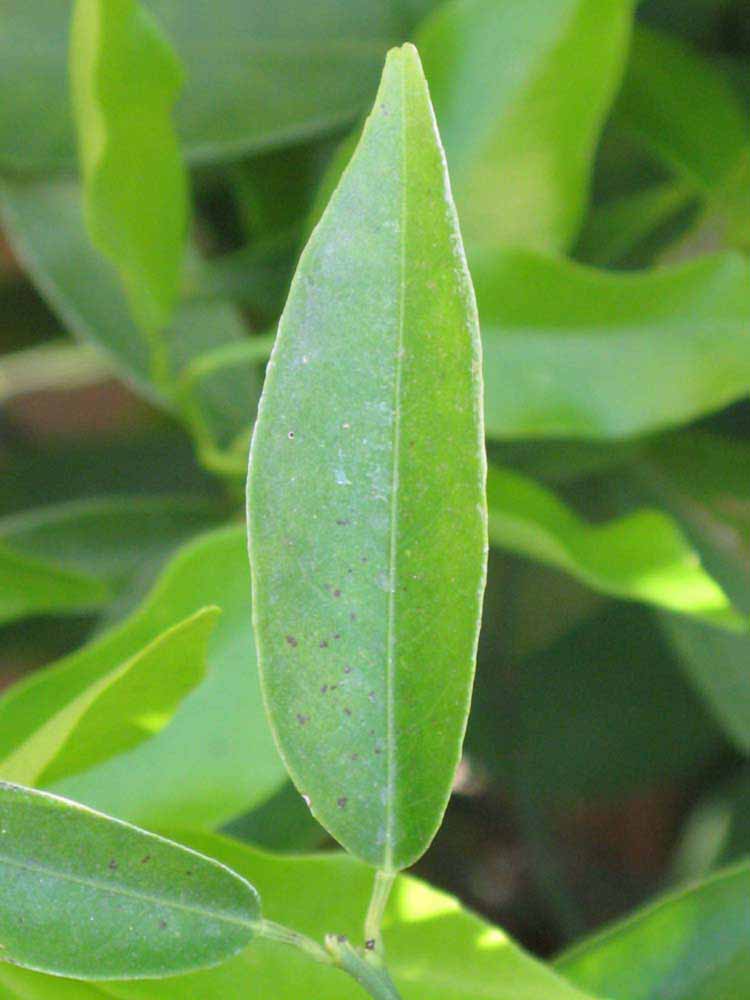            Unifoliolate leaf (Riverside, CA)   